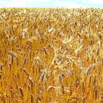 Exportations de céréales, les pays qui feront la course en tête