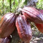 Vers une pénurie de café et de cacao ?