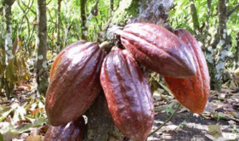 Vers une pénurie de café et de cacao ?
