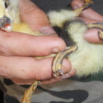 Insolite, un canard à quatre pattes !