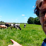 Les vaches laitières et la canicule