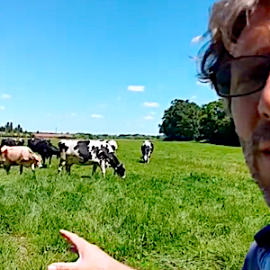 canicule vaches laiti res