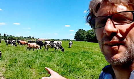Les vaches laitières et la canicule