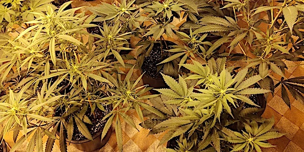 cannabis ferme aunou sur orne 300