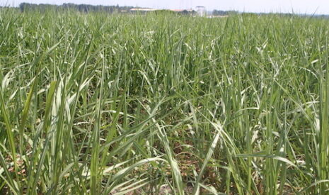 Tereos veut accroitre son poids dans le négoce et la distribution