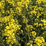 Surfaces de canola attendues en baisse en 2016 au Canada