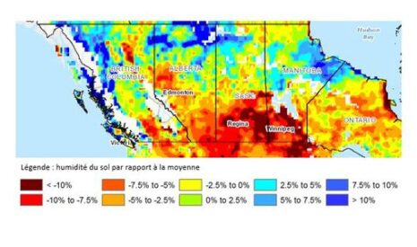 Le canola canadien en mauvaise posture