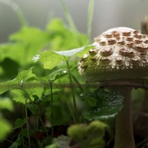 capture ecran champignon poussant entre herbe