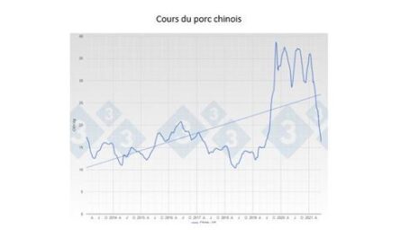 Le cours du porc chinois en forte baisse