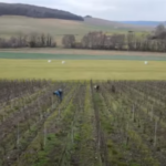 Saison de taille de la vigne 2022