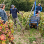 Travaux d’automne dans les vignes.