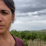 A quoi ressemble une vigne  non traitée ?