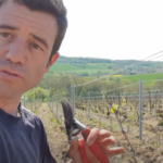 Fin de la taille des vignes