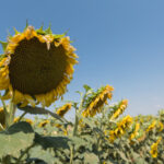 Bien désherber son tournesol