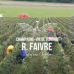 Vendanges 2021