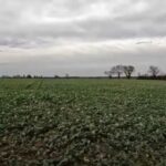 Couverts et pois 2022