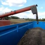 La moisson du tournesol et ses rendements très hétérogènes