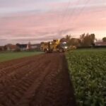 Arrachage des betteraves avec ROPA Panther2