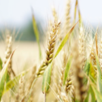 Premier achat de blé de l’Egypte pour la nouvelle récolte