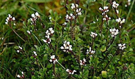 La cardamine hirsute