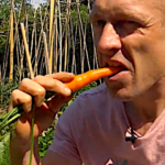 Carottes, comment réussir leur culture au potager