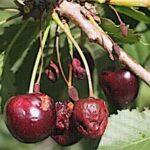 Le temps des cerises, en France, c’était avant…