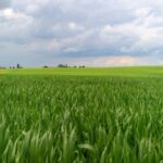 BASF Agro dresse son bilan fongicides céréales