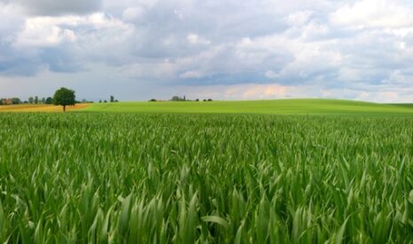 BASF Agro dresse son bilan fongicides céréales