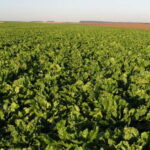 Homologation de Belanty® de BASF, l’innovation fongicide betterave à base de Revysol®