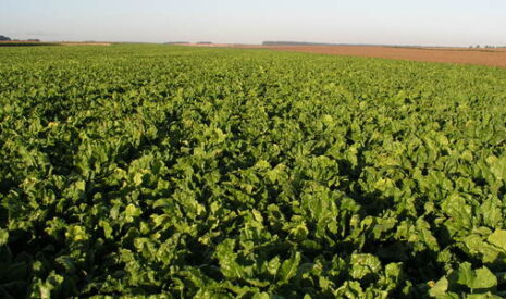 Homologation de Belanty® de BASF, l’innovation fongicide betterave à base de Revysol®