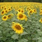 Un fongicide contre phoma et phomopsis du tournesol