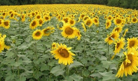 Un fongicide contre phoma et phomopsis du tournesol