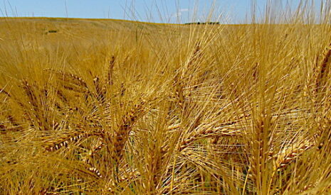 Culture du blé et changement climatique, les variétés sahariennes sont la solution