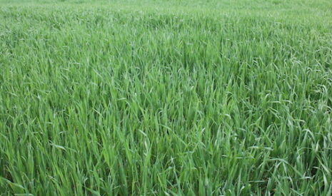 Ogm ou pas, bio ou pas… Les céréales commercialisés issues de l’édition génomique sèmeront la pagaille