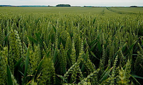 Récolte de blé 2019-2020, les prévisions mondiales très optimistes de l’USDA