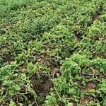 La gale argentée de la pomme de terre