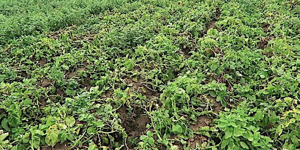 champ de pommes de terre