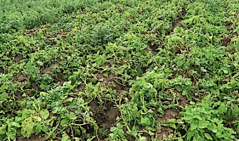 Rhizoctone brun de la pomme de terre