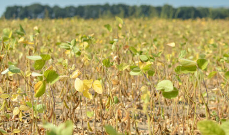 Les engagements pris à la Cop21 sacrifient-ils notre modèle agricole actuel ?