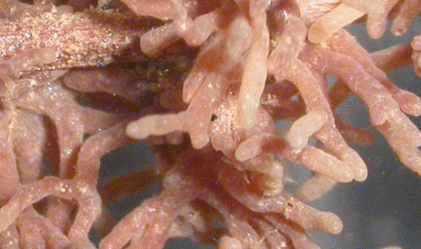 Et si les fongicides devaient devenir sélectifs pour laisser certains champignons ?