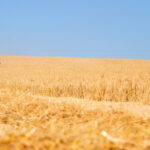 Récolte 2023: à moins de 315 €/t sortie ferme, produire du blé ne sera pas rentable