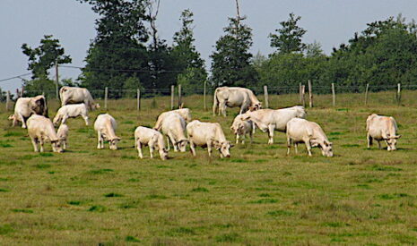 La filière bovine européenne dans le flou