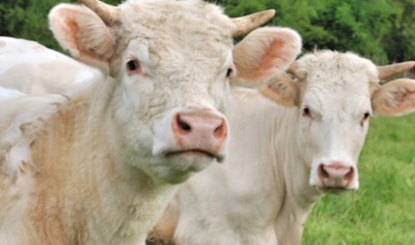 La production bovine en Europe a besoin d’être stimulée