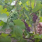 Sécheresse, de l’échaudage dans les vignes