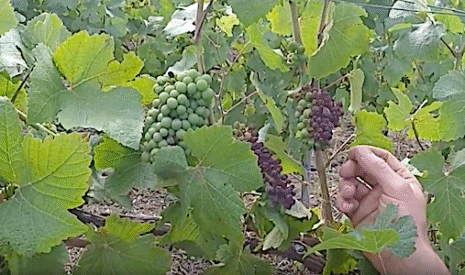 Sécheresse, de l’échaudage dans les vignes