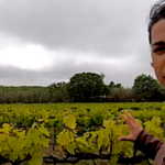 Comment régler un problème de chlorose dans une vigne