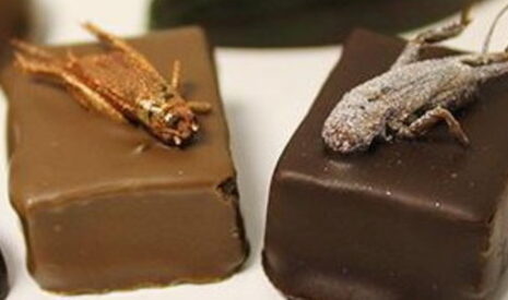 L’élevage d’insectes, ça vous tente ?