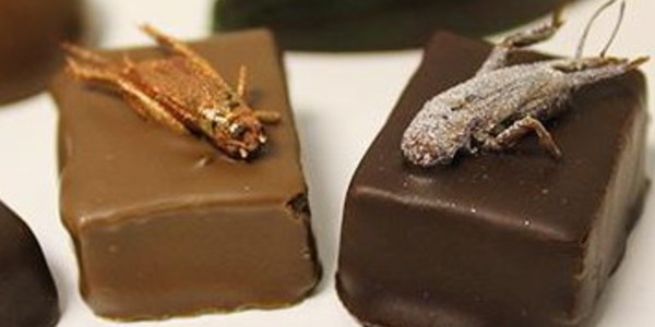 chocolats insectes