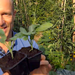 Savez-vous planter les choux à la mode du potager ?