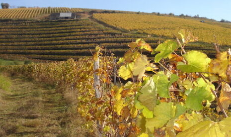 Vins de Corrèze, un prestige retrouvé